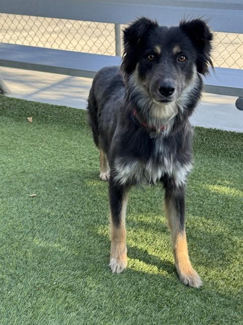 MAMA BEAR, Adoptable, Young Female German Shepherd Dog & Mixed Breed.