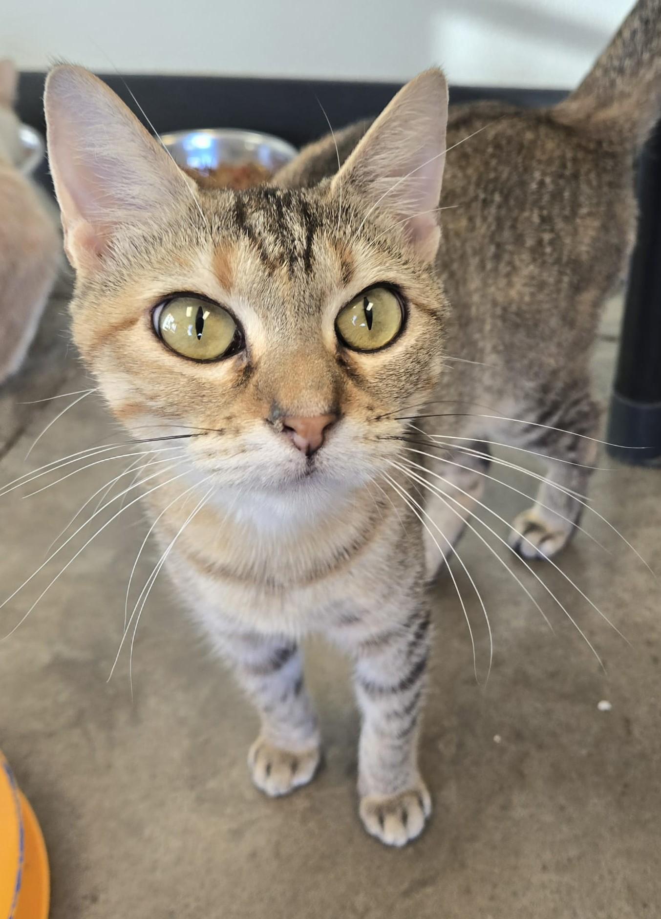 Enlarge Nala, a Adoptable mixed breed in Larned, KS image 4/4