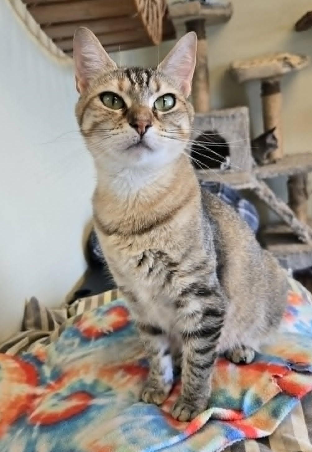 Enlarge Nala, a Adoptable mixed breed in Larned, KS image 3/4