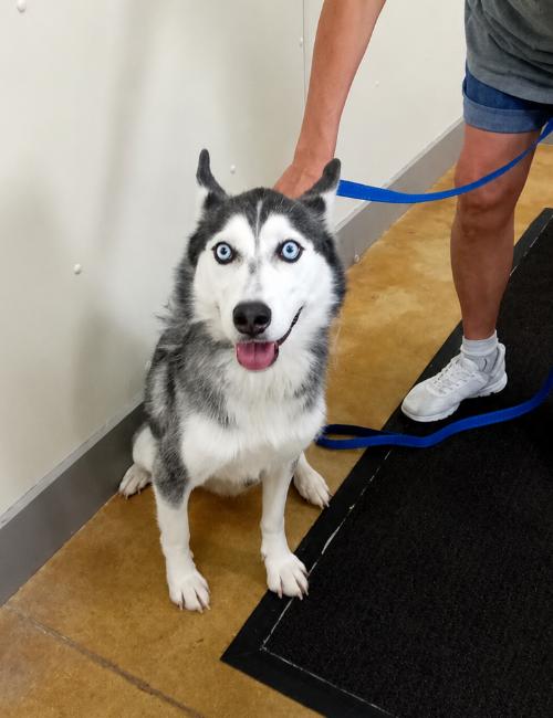 Enlarge Sybil, a Adopted Siberian Husky in Austin, MN image 1/1