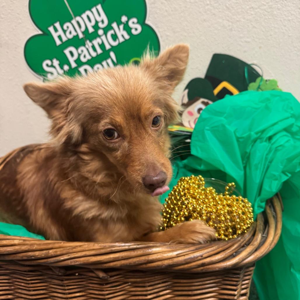 Enlarge Foxy, a Adoptable mixed breed in Fresno, CA image 1/1