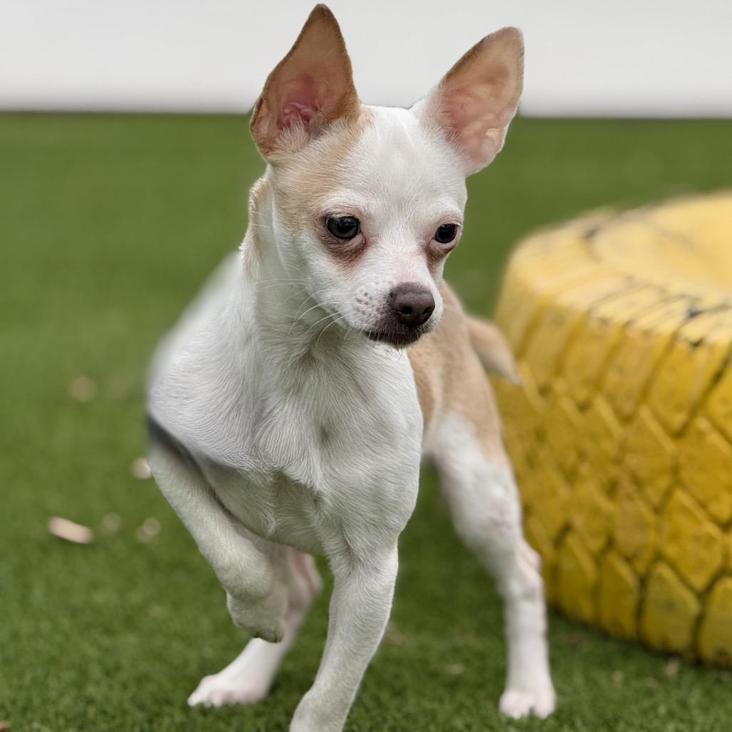 Enlarge Hokey Pokey - spotted chihuahua, a ADOPTABLE Chihuahua in San Antonio, TX image 4/6