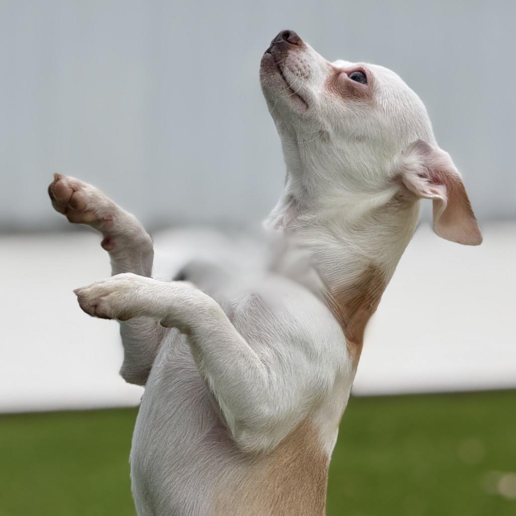 Enlarge Hokey Pokey - spotted chihuahua, a ADOPTABLE Chihuahua in San Antonio, TX image 5/6