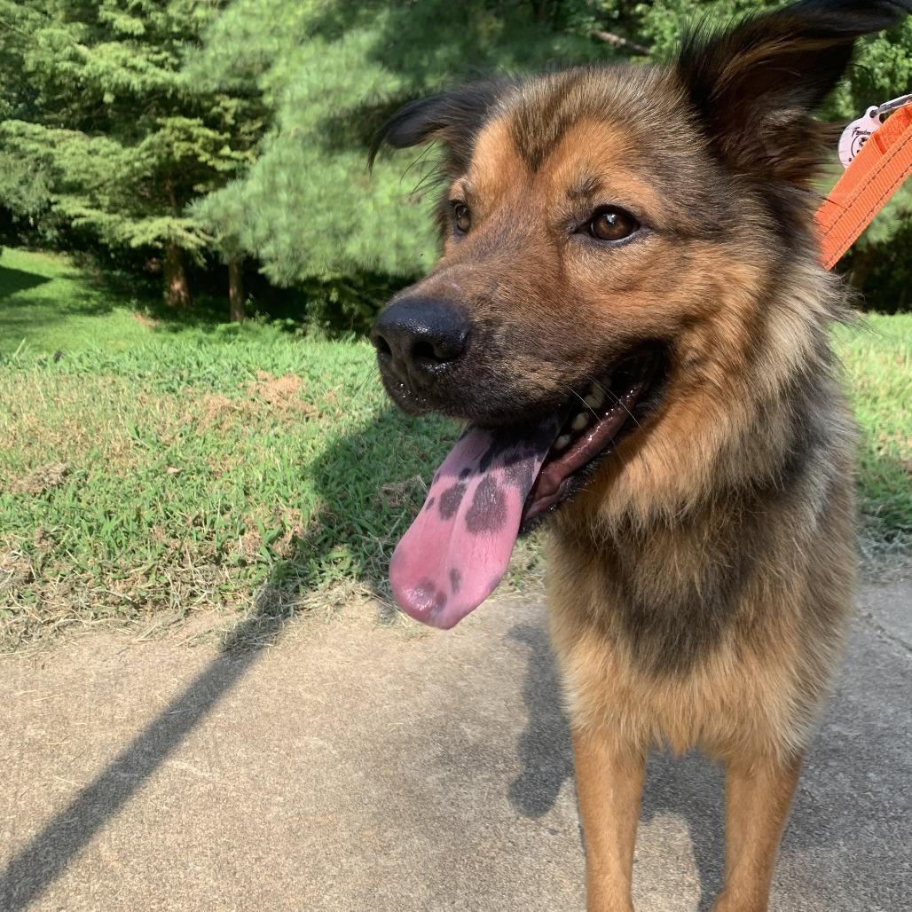 Caleb, Adoptable, Adult Male Shepherd.