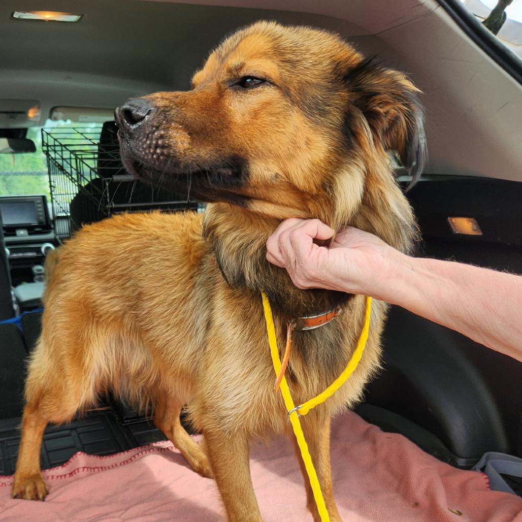 Enlarge Caleb, a Adoptable Shepherd in Raleigh, NC image 2/4