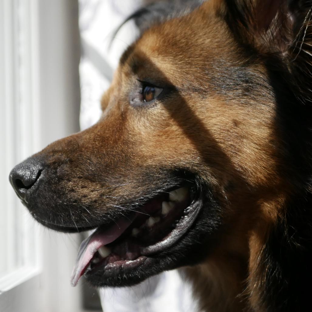 Enlarge Caleb, a Adoptable Shepherd in Raleigh, NC image 2/6