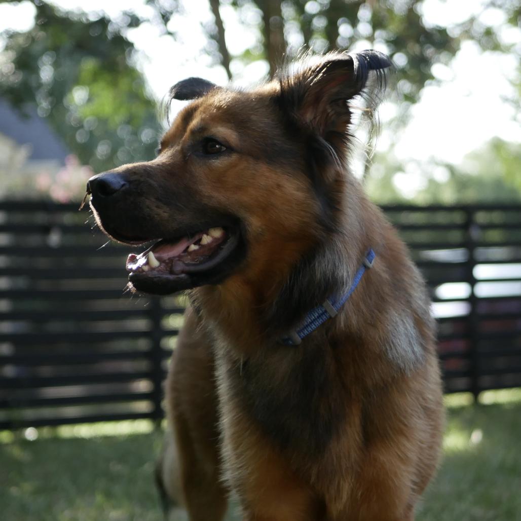 Enlarge Caleb, a Adoptable Shepherd in Raleigh, NC image 3/6