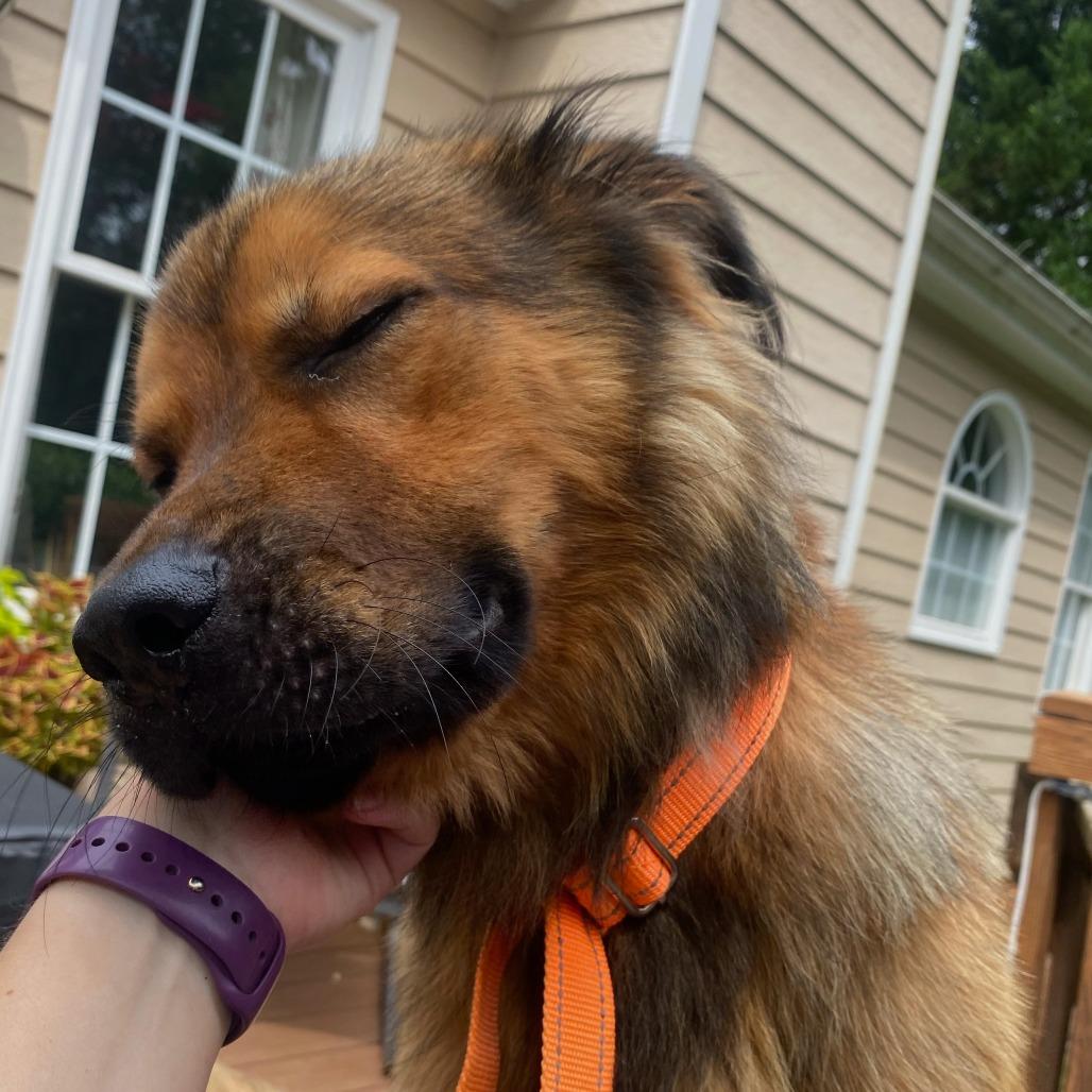 Enlarge Caleb, a Adoptable Shepherd in Raleigh, NC image 3/4
