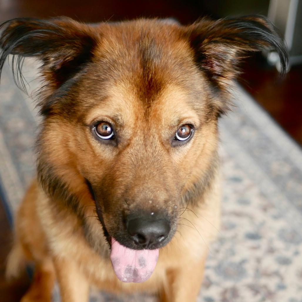 Enlarge Caleb, a Adoptable Shepherd in Raleigh, NC image 5/6