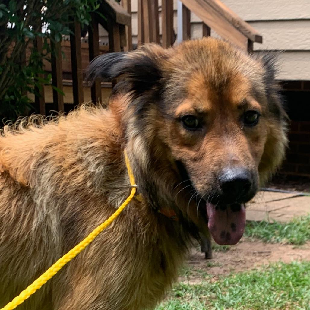 Enlarge Caleb, a Adoptable Shepherd in Raleigh, NC image 4/4