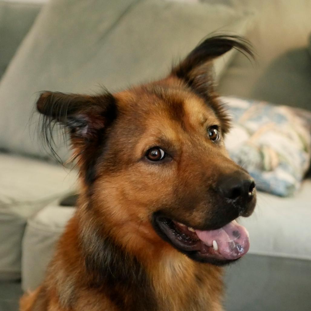 Enlarge Caleb, a Adoptable Shepherd in Raleigh, NC image 6/6