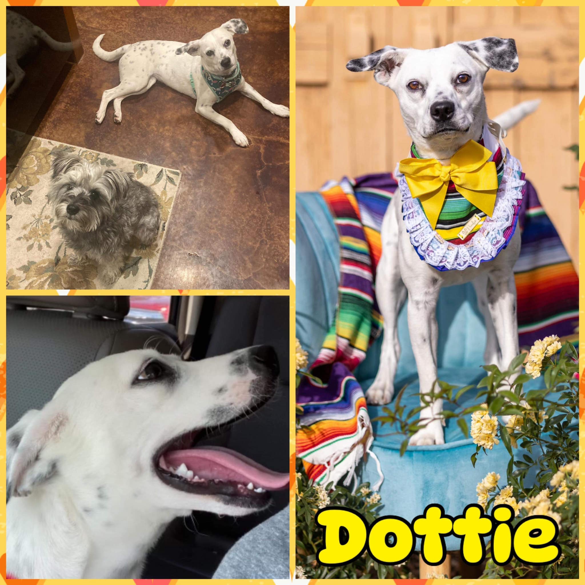 Dottie
