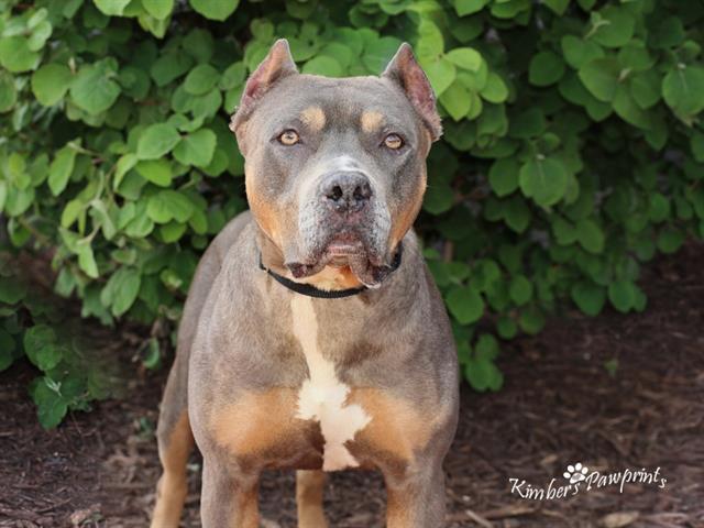 ABUELA, Adoptable, Adult Female Boxer & Mixed Breed.