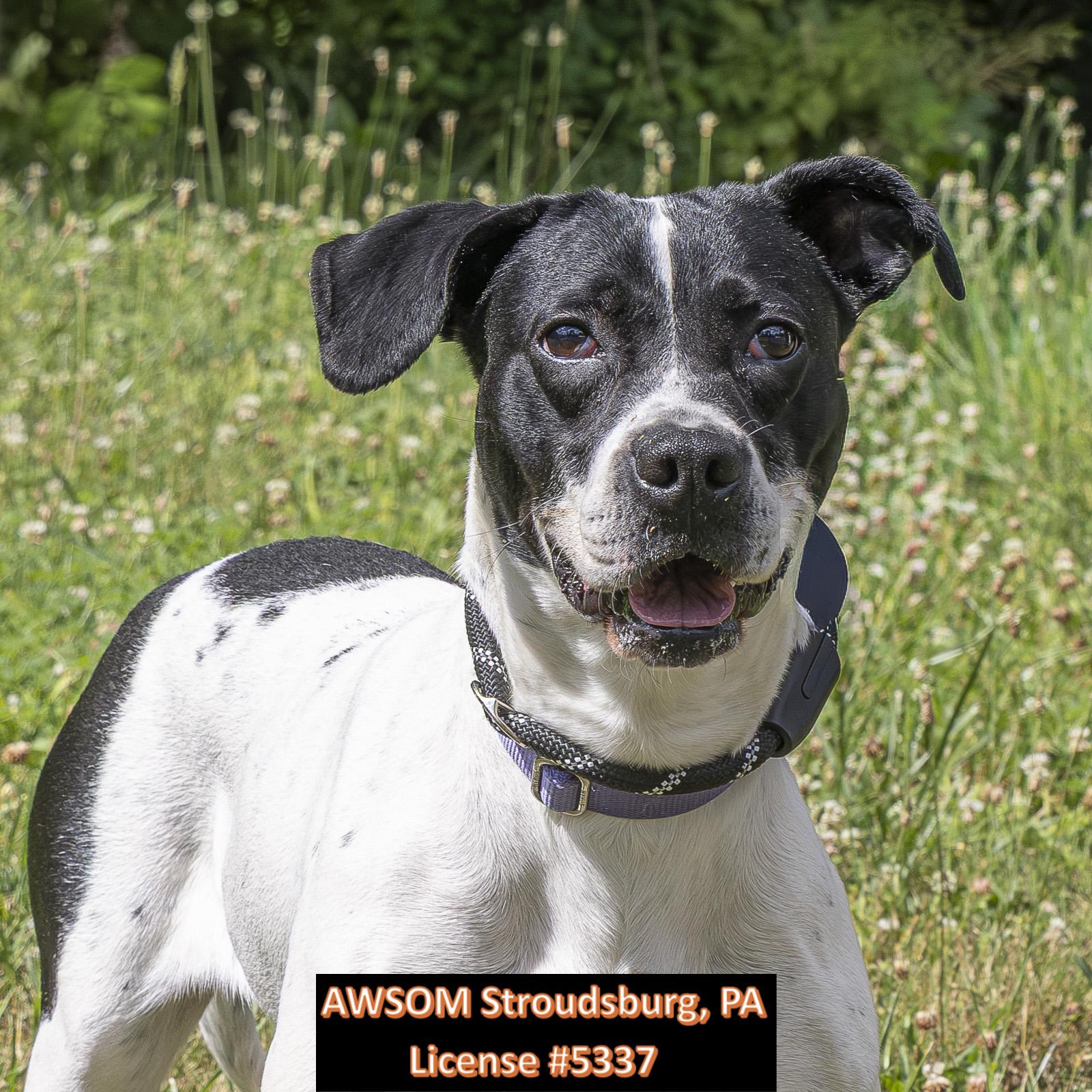 Enlarge Bella, a ADOPTABLE mixed breed in Stroudsburg, PA image 1/2