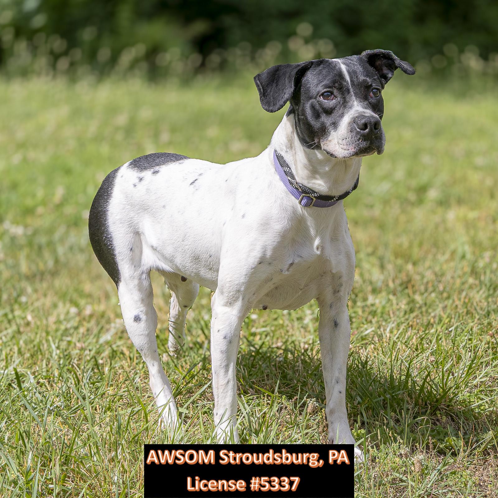 Enlarge Bella, a ADOPTABLE mixed breed in Stroudsburg, PA image 2/2