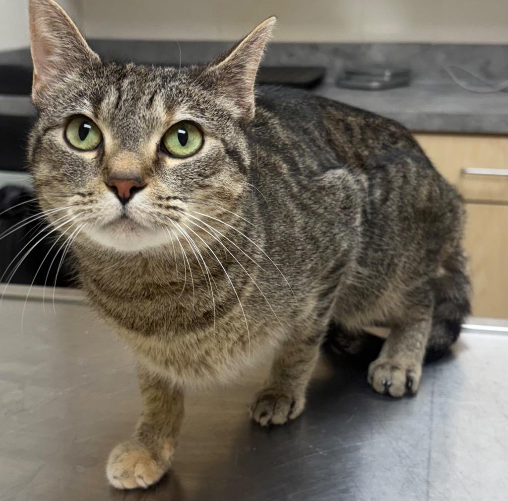 Mable / AC 27688, Adoptable, Young Female Domestic Short Hair.