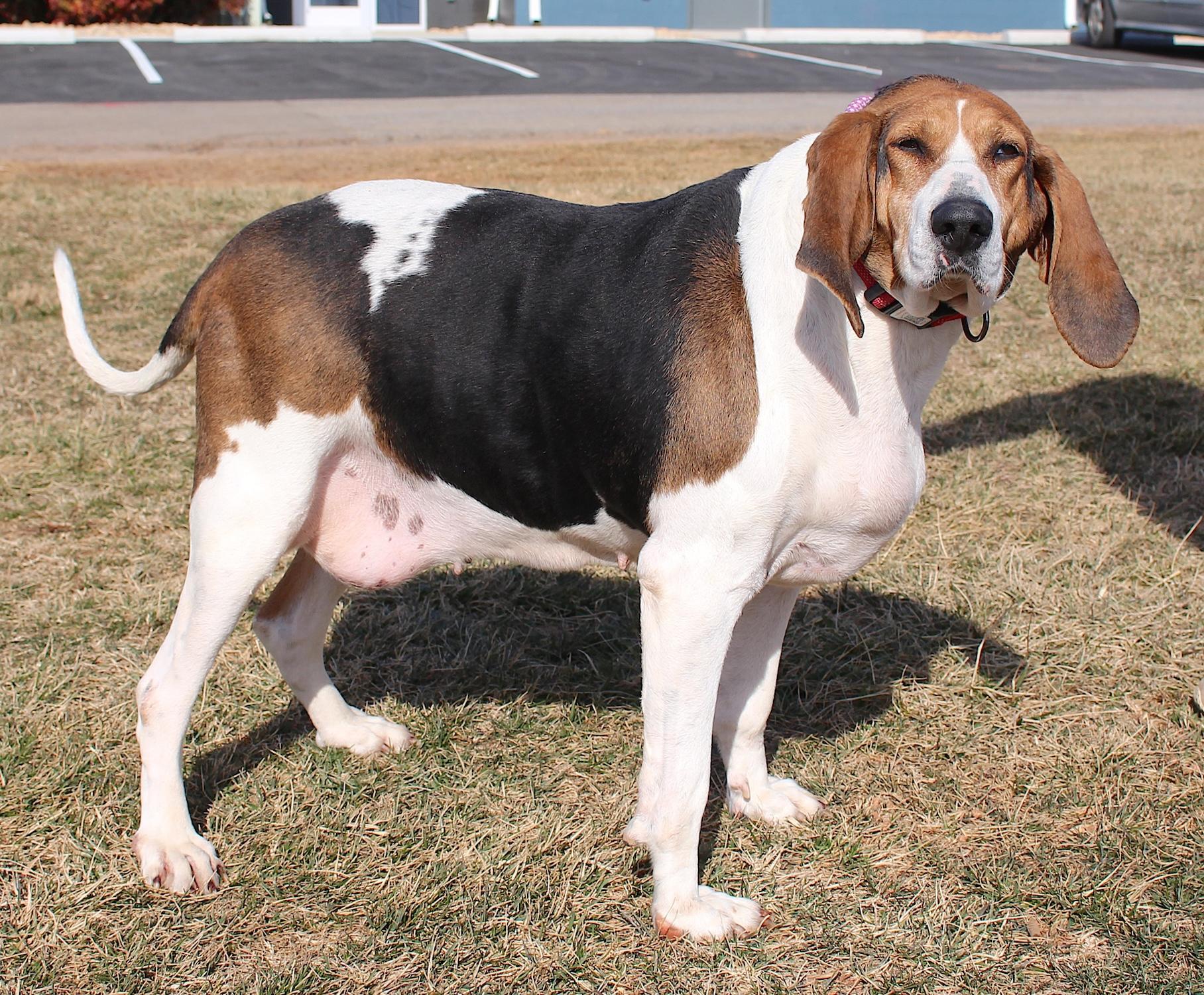 Enlarge Evie "Barkarella", a ADOPTABLE mixed breed in Bedford, VA image 2/3