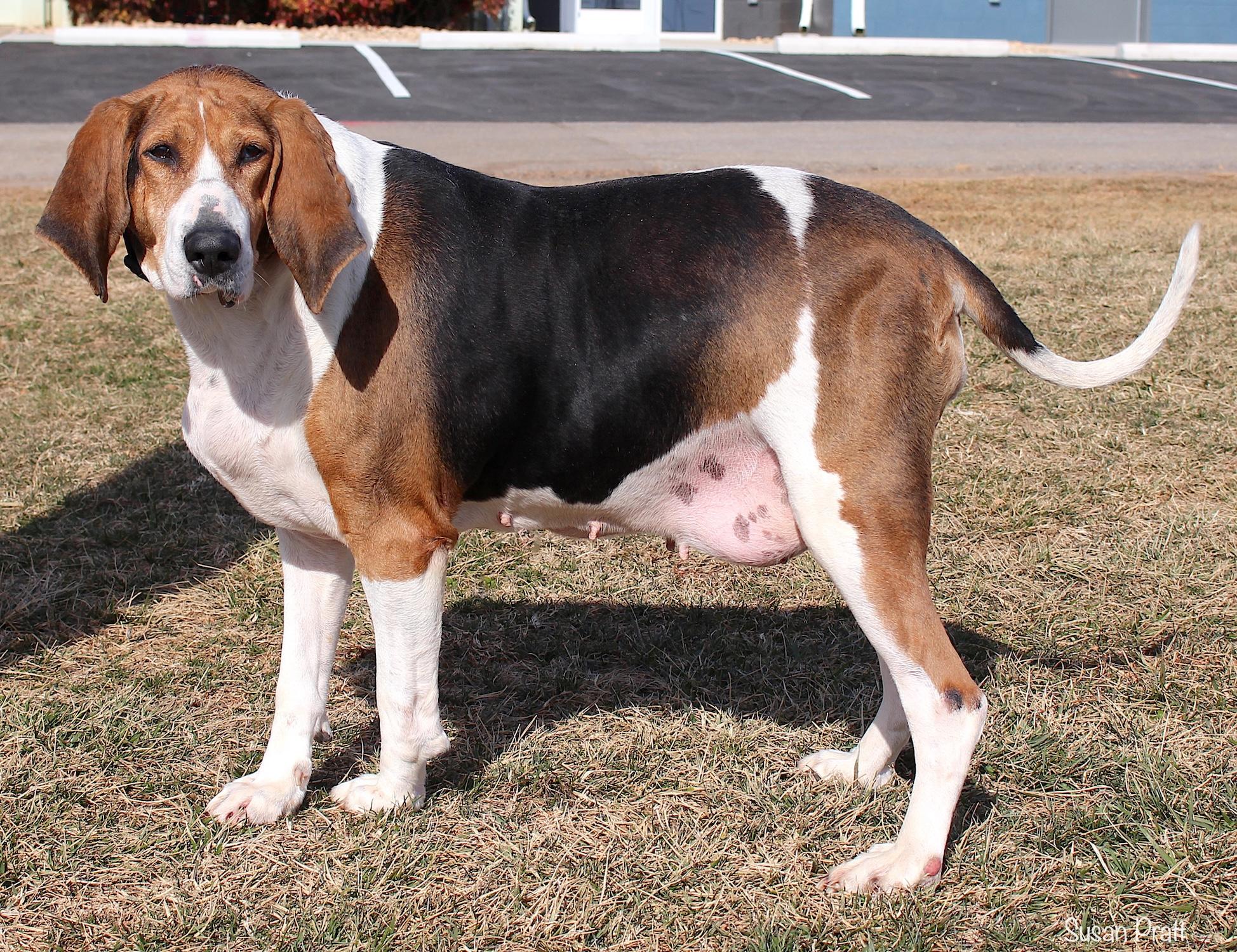 Enlarge Evie "Barkarella", a ADOPTABLE mixed breed in Bedford, VA image 3/3