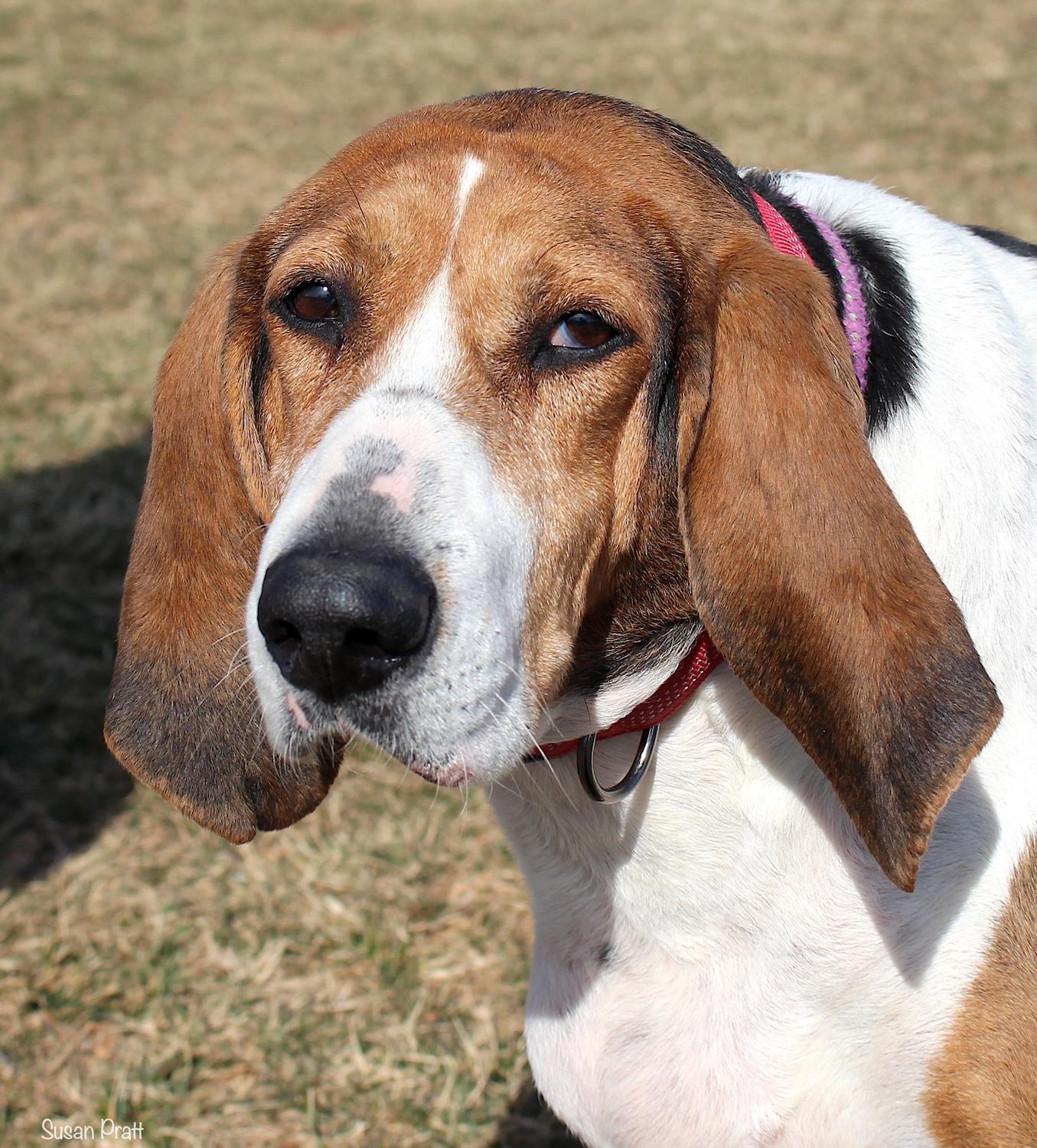 Enlarge Evie "Barkarella", a ADOPTABLE mixed breed in Bedford, VA image 1/3