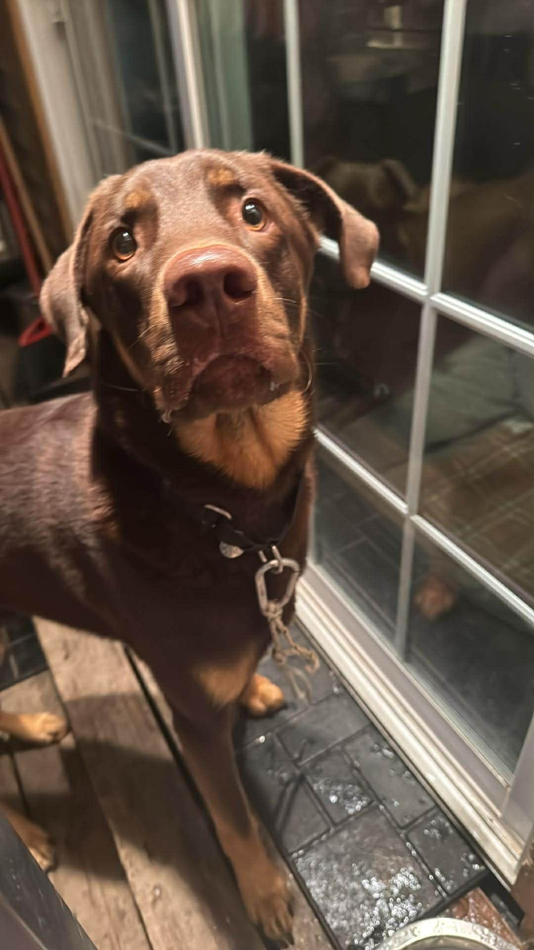 Enlarge Dallas, a ADOPTABLE mixed breed in Pointe-Claire, QC image 2/5