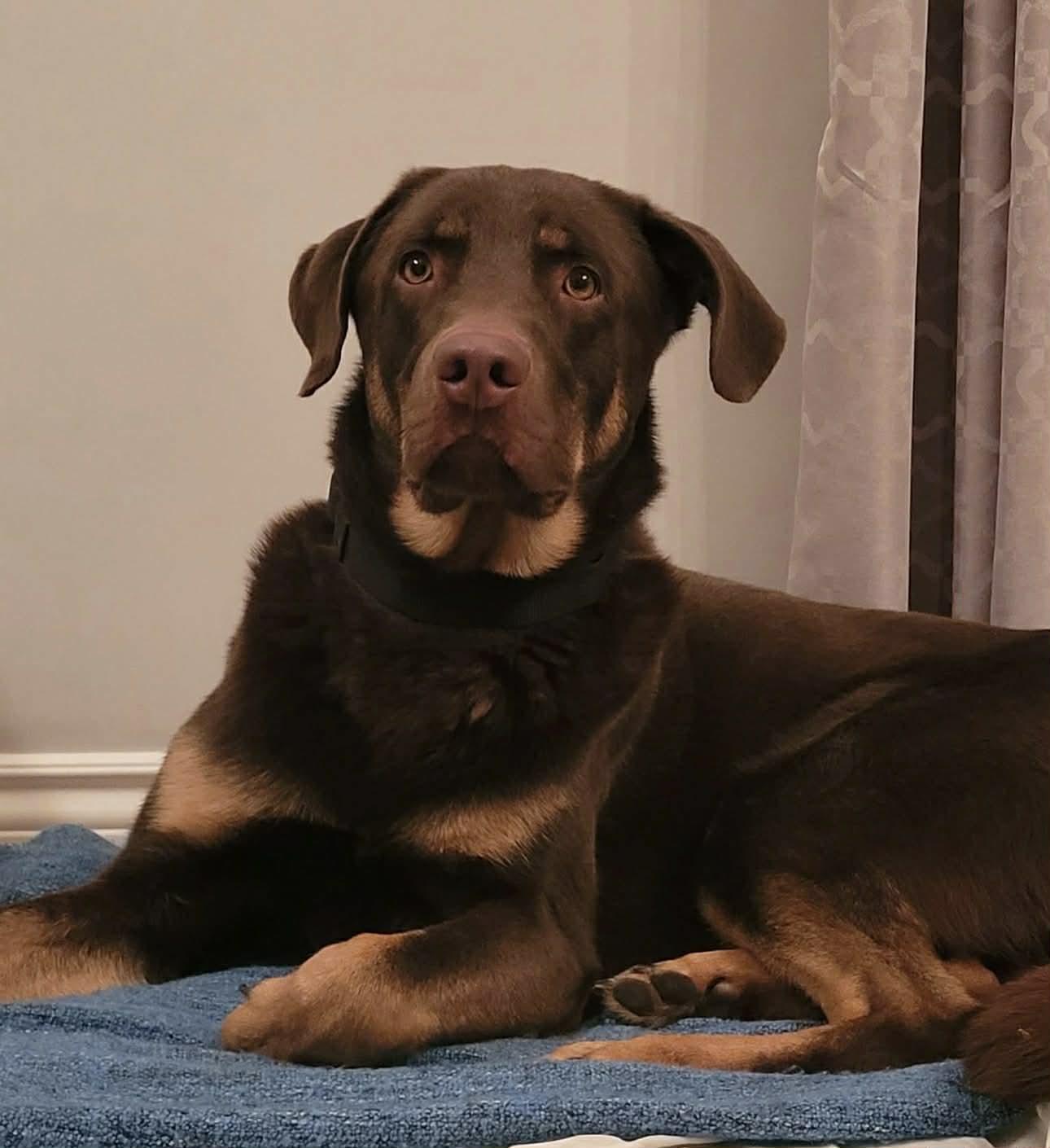 Chester, adopted, Young Male Chocolate Labrador Retriever & Doberman Pinscher.