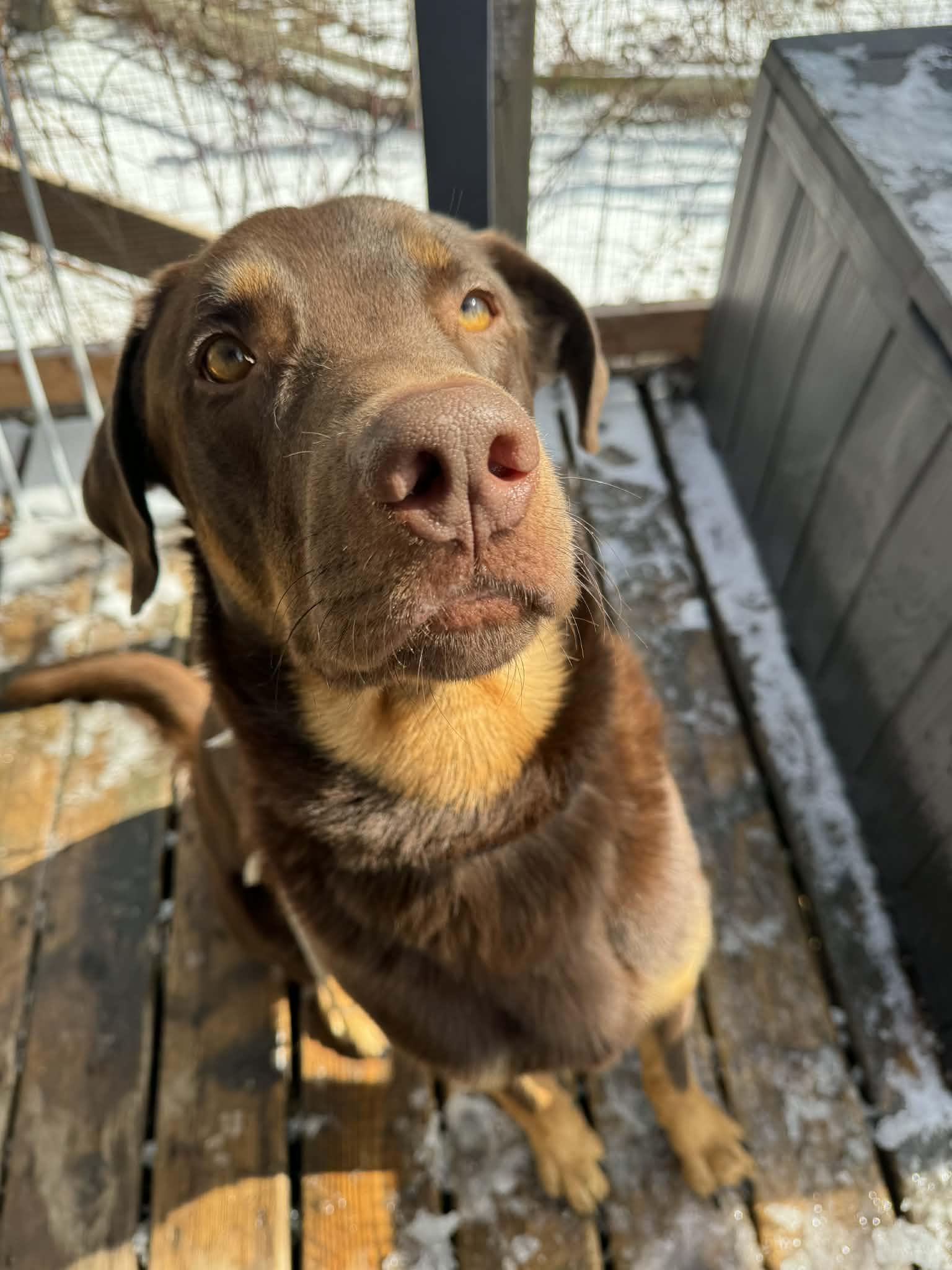 Dallas, ADOPTABLE, Young Male Chocolate Labrador Retriever & Doberman Pinscher.