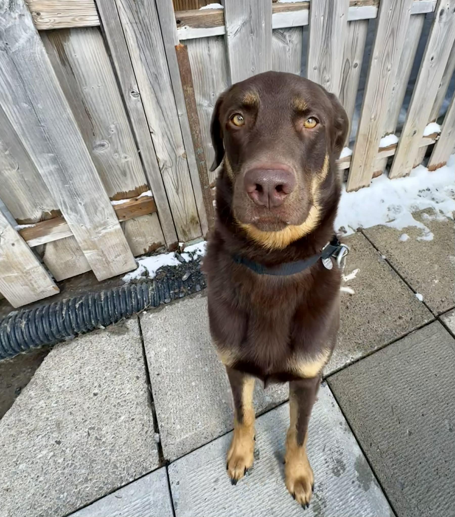 Enlarge Dallas, a ADOPTABLE mixed breed in Pointe-Claire, QC image 5/5