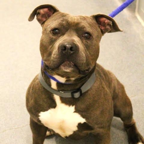 Enlarge 26-00533 BLUE, a ADOPTABLE Pit Bull Terrier in Fredericksburg, VA image 1/1