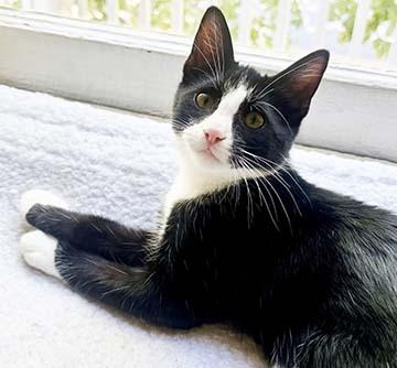 Enlarge Murphy, a ADOPTABLE Domestic Short Hair in Tiburon, CA image 3/4