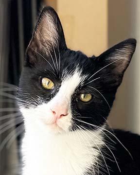 Murphy, ADOPTABLE, Kitten Male Domestic Short Hair.