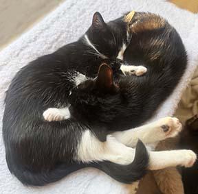 Enlarge Murphy, a ADOPTABLE Domestic Short Hair in Tiburon, CA image 4/4