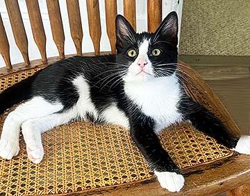 Enlarge Murphy, a ADOPTABLE Domestic Short Hair in Tiburon, CA image 2/4