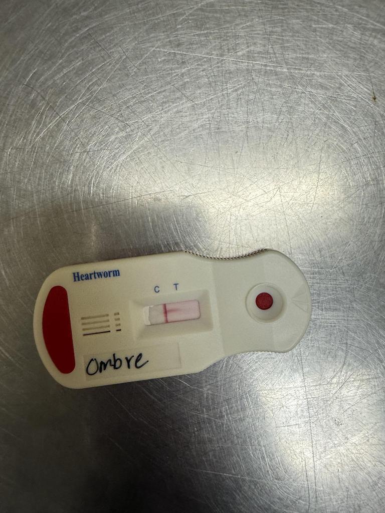 Enlarge Ombre, a Adoptable mixed breed in Florence, SC image 1/5