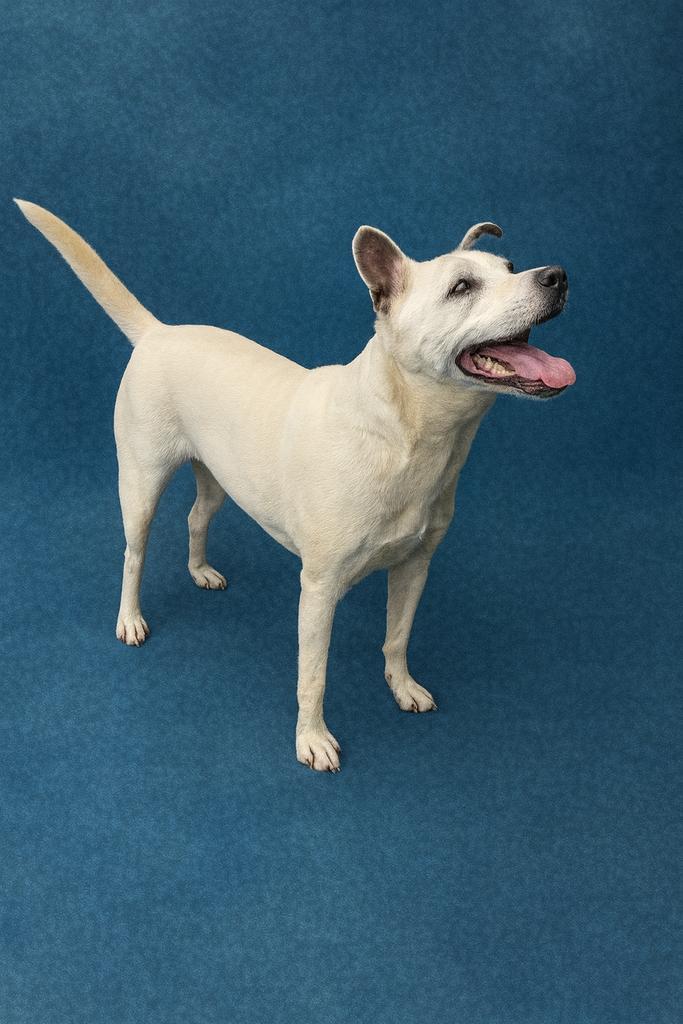 Enlarge Ombre, a Adoptable mixed breed in Florence, SC image 2/5