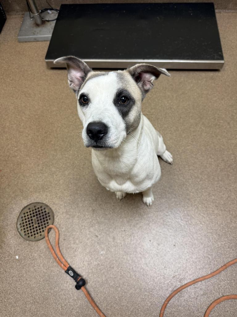 Enlarge Ombre, a Adoptable mixed breed in Florence, SC image 3/6