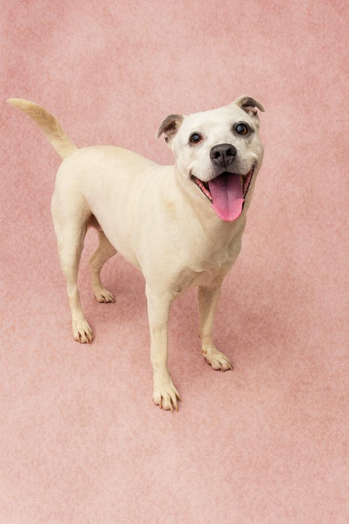 Enlarge Ombre, a Adoptable mixed breed in Florence, SC image 4/6