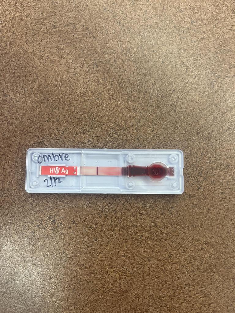 Enlarge Ombre, a Adoptable mixed breed in Florence, SC image 6/6