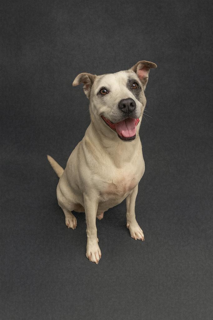 Enlarge Ombre, a Adoptable mixed breed in Florence, SC image 4/5