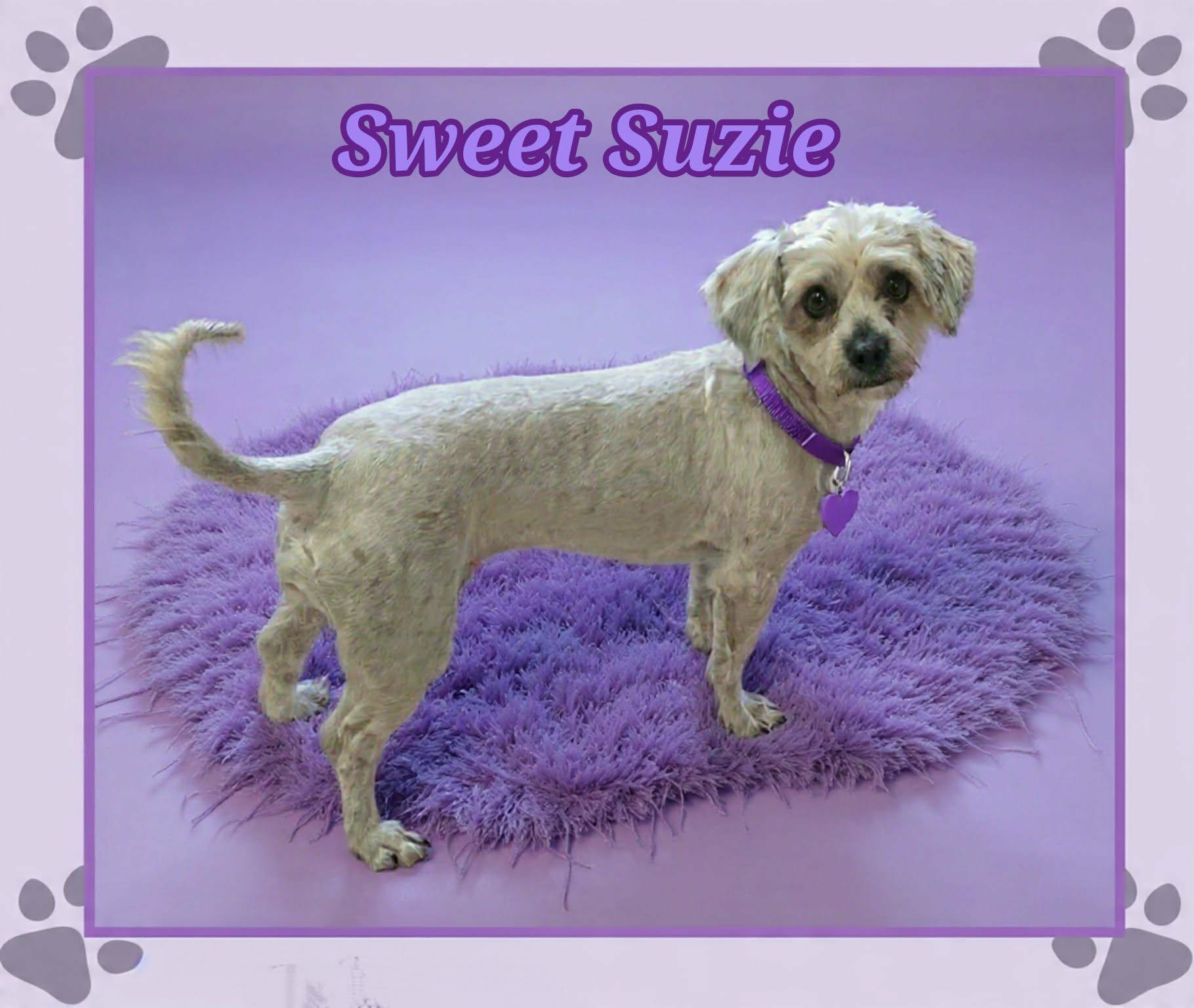 Enlarge Suzie, a ADOPTABLE Maltipoo in Grove, OK image 3/4