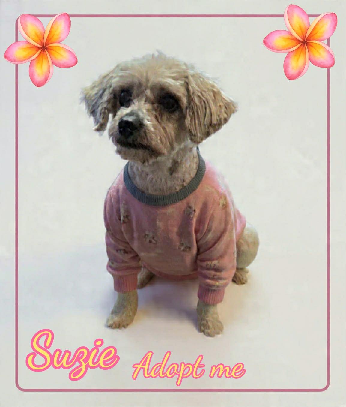 Enlarge Suzie, a ADOPTABLE Maltipoo in Grove, OK image 4/4