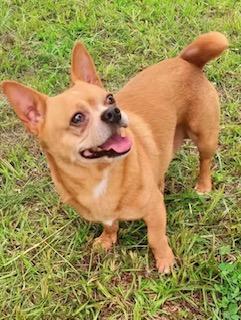 Enlarge Chunk Norris, a Adopted mixed breed in Ladson, SC image 1/1