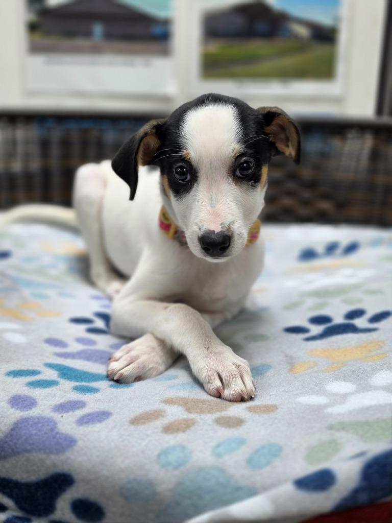 Enlarge Lorelai, a Adoptable mixed breed in Neillsville, WI image 1/5