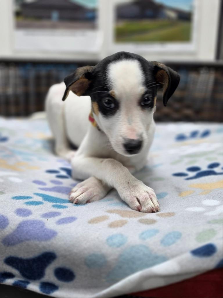 Enlarge Lorelai, a Adoptable mixed breed in Neillsville, WI image 3/5