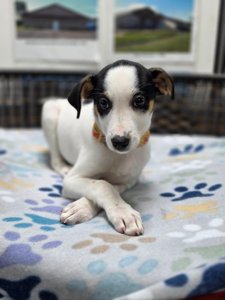 Enlarge Lorelai, a Adoptable mixed breed in Neillsville, WI image 4/5