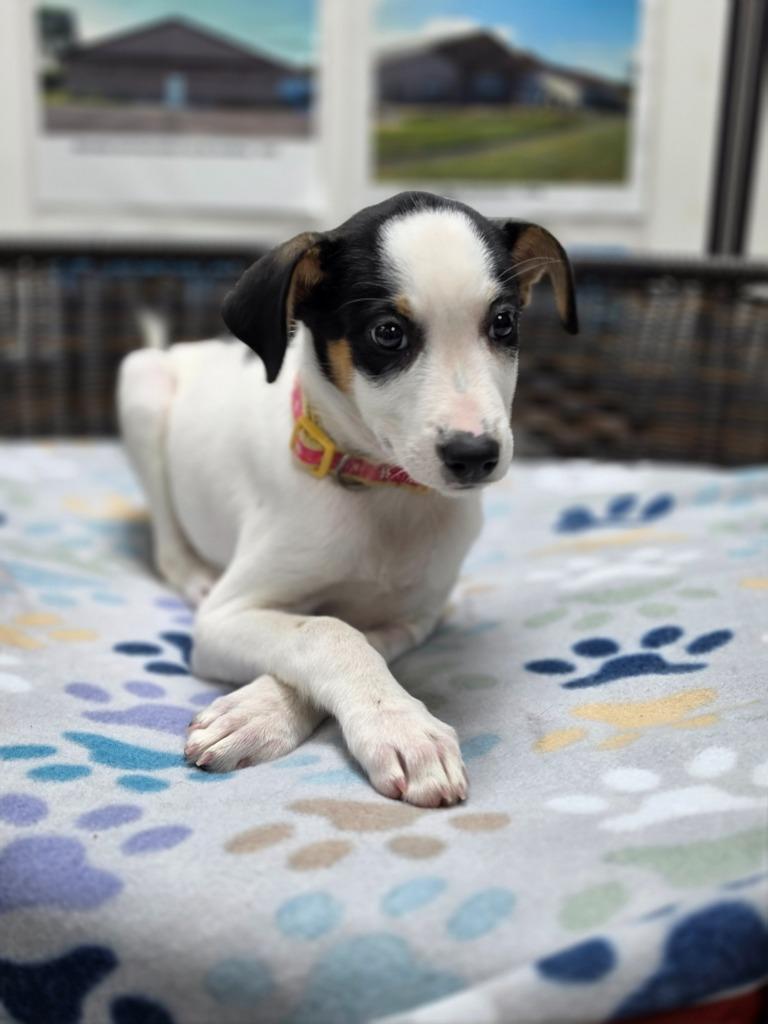 Enlarge Lorelai, a Adoptable mixed breed in Neillsville, WI image 5/5