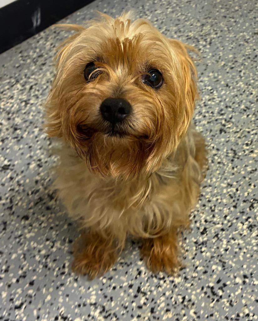 Buck, Adoptable, Senior Male Yorkshire Terrier.
