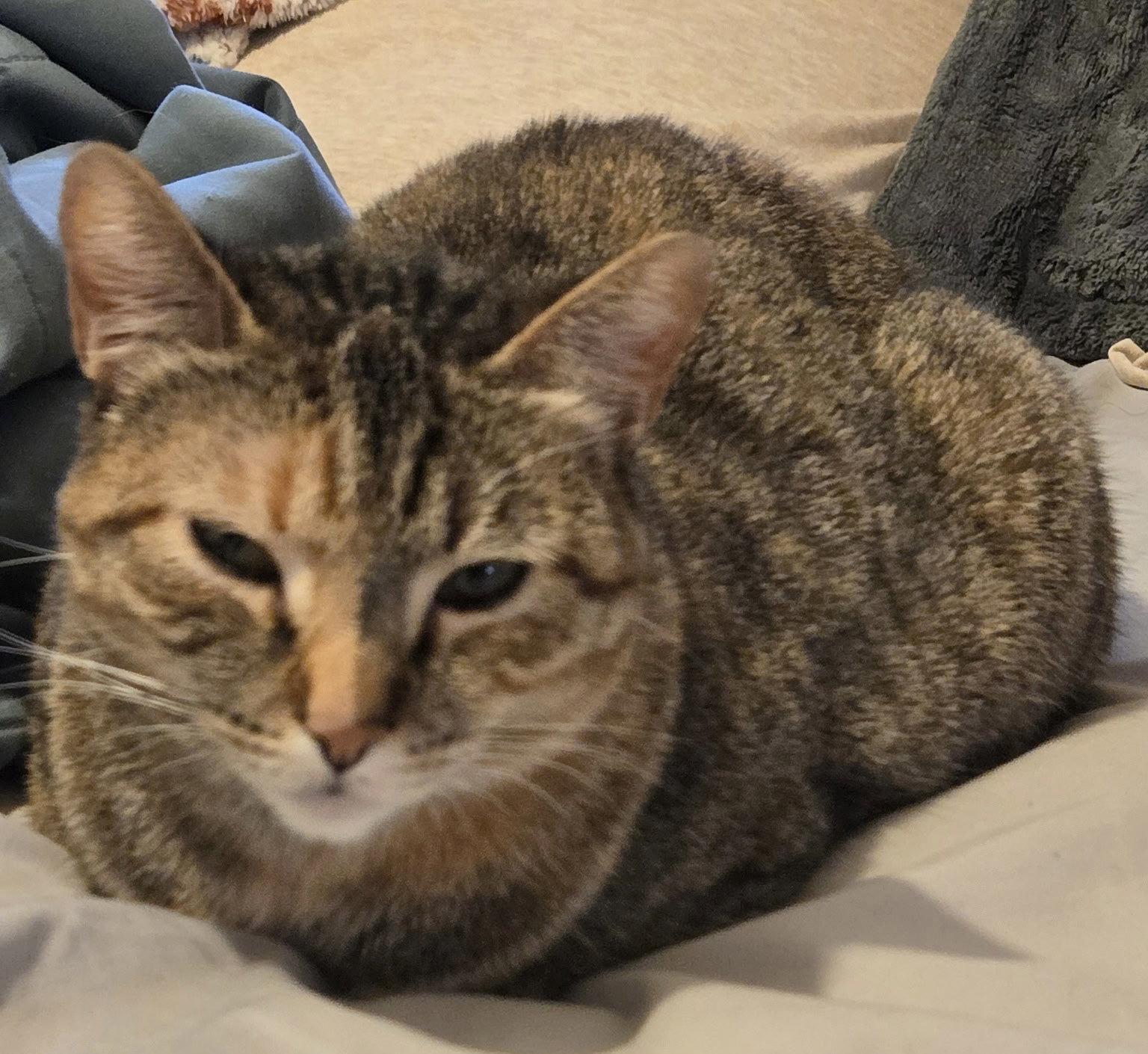 Kit - Bonded pair with Kenya, Adoptable, Adult Female Domestic Short Hair.