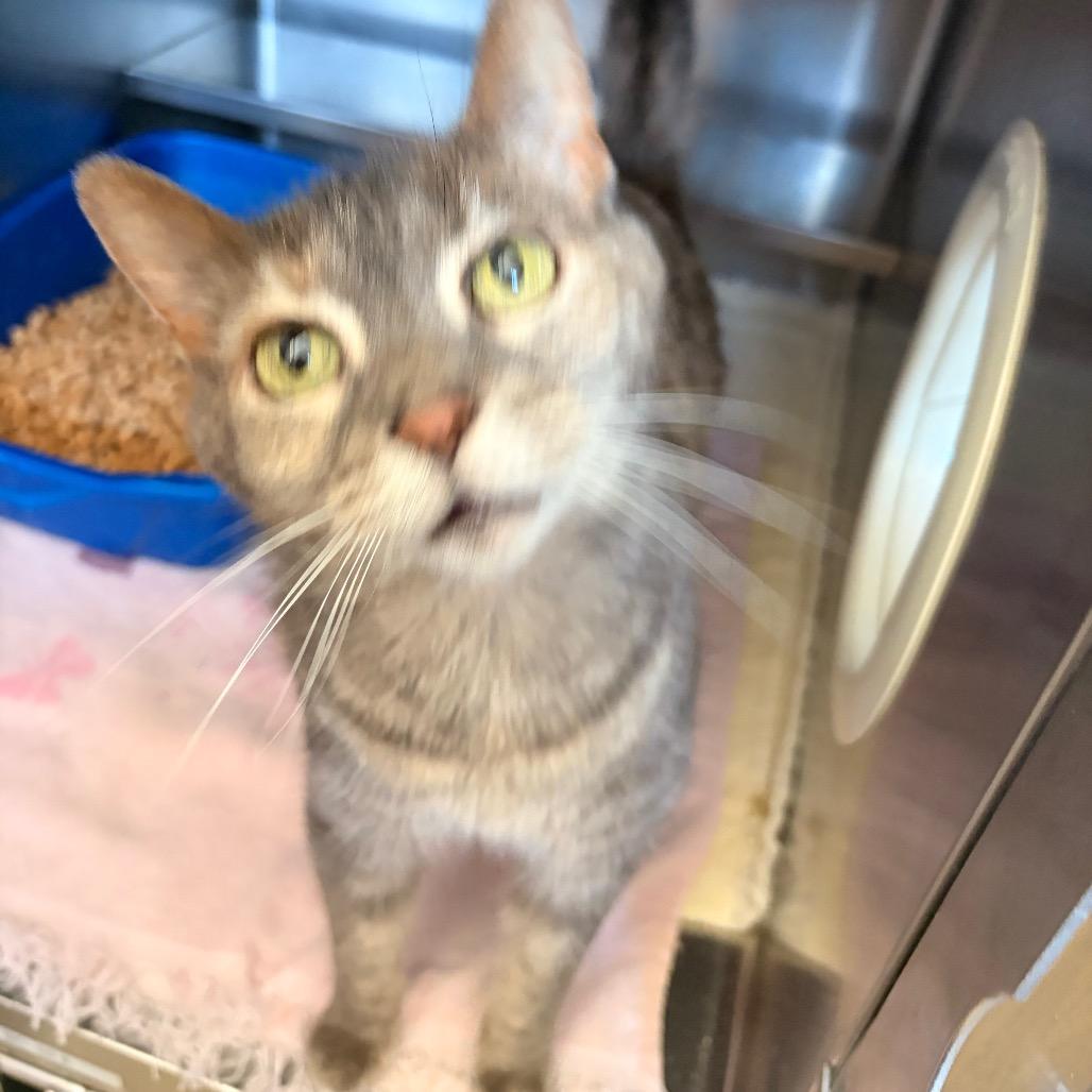 Historia- Visit me at the Elkhart PetSmart!, Adoptable, Adult Female Domestic Short Hair.