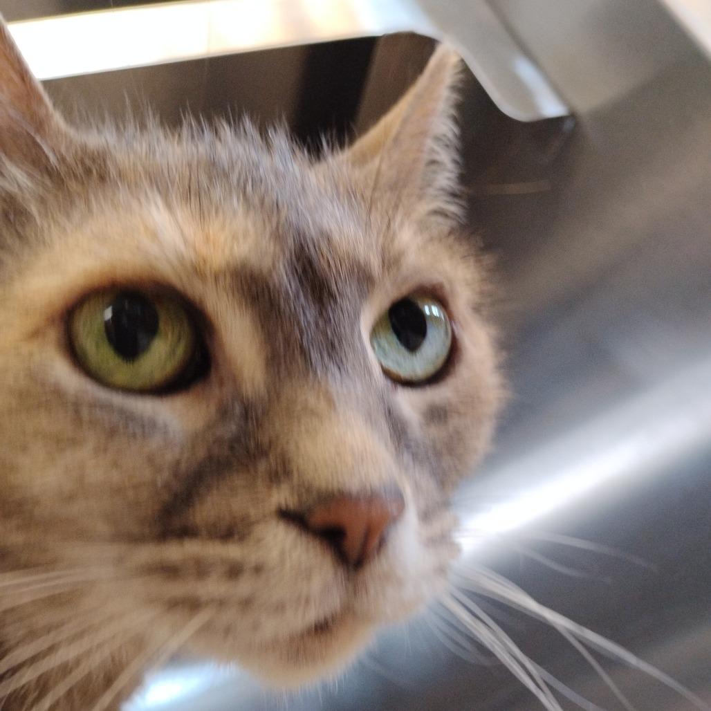 Historia- Visit me at the Elkhart PetSmart!, a Adoptable Domestic Short Hair in Bristol, IN image 2/3