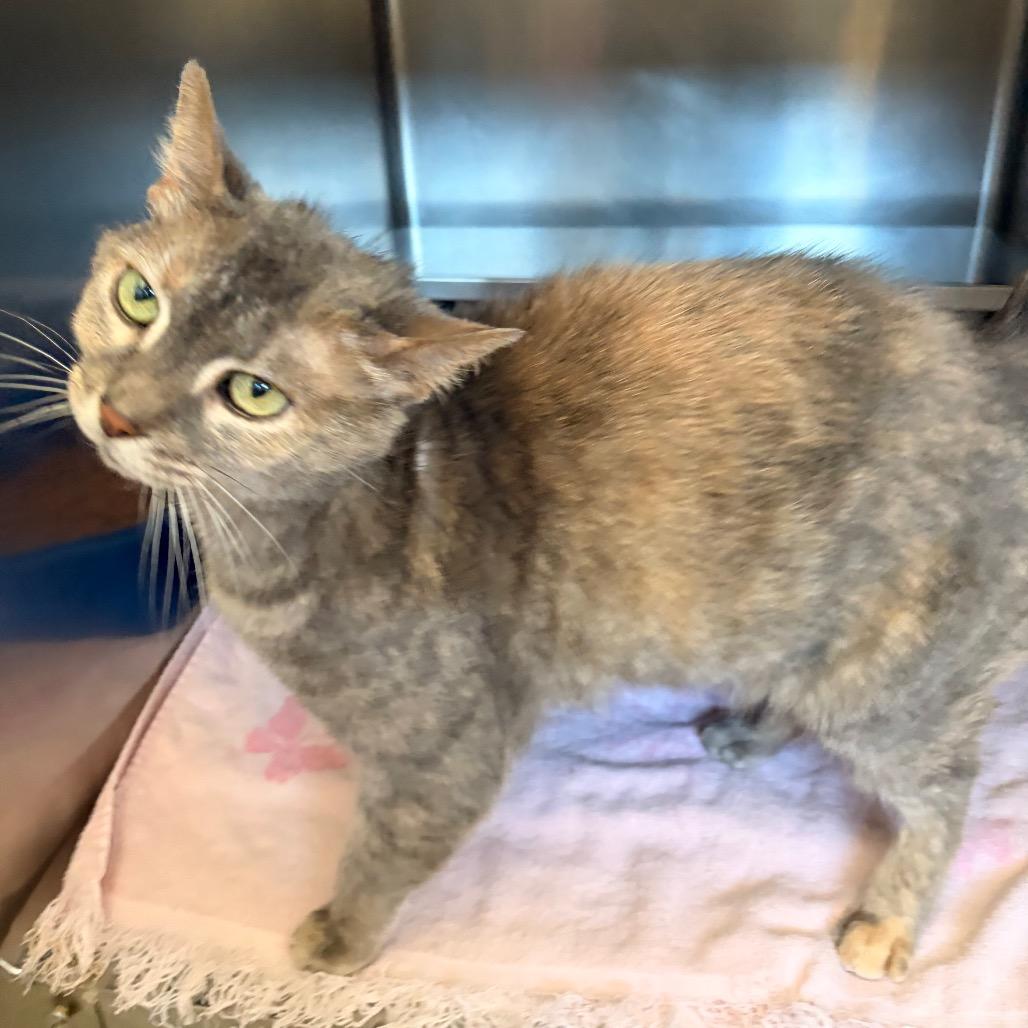 Historia- Visit me at the Elkhart PetSmart!, a Adoptable Domestic Short Hair in Bristol, IN image 3/3